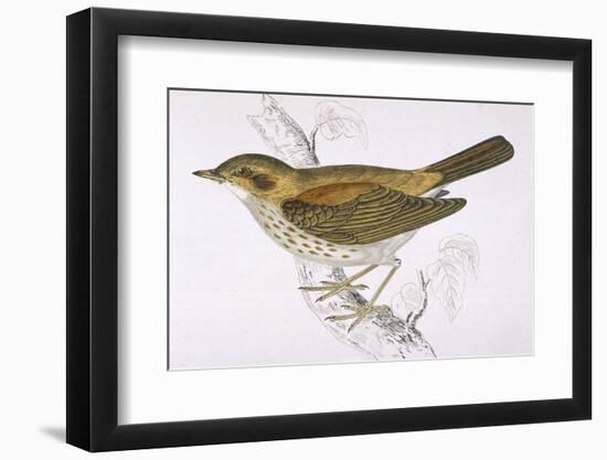 Song Thrush-Reverend Francis O. Morris-Framed Photographic Print