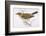 Song Thrush-Reverend Francis O. Morris-Framed Photographic Print