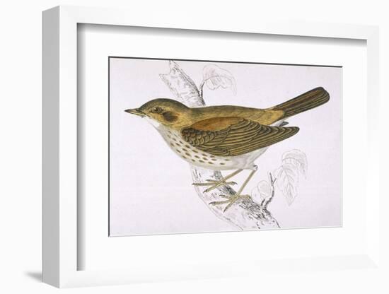 Song Thrush-Reverend Francis O. Morris-Framed Photographic Print