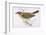 Song Thrush-Reverend Francis O. Morris-Framed Photographic Print