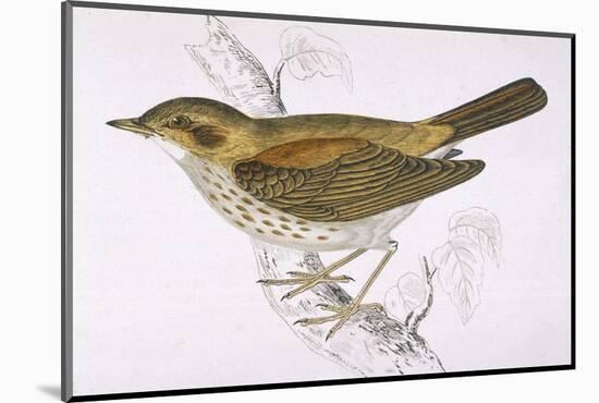 Song Thrush-Reverend Francis O. Morris-Mounted Photographic Print