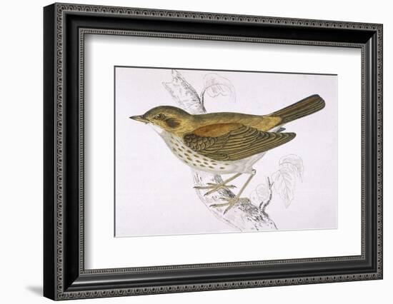 Song Thrush-Reverend Francis O. Morris-Framed Photographic Print