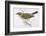 Song Thrush-Reverend Francis O. Morris-Framed Photographic Print