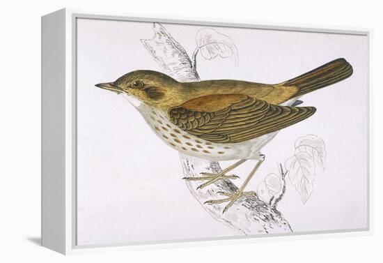 Song Thrush-Reverend Francis O. Morris-Framed Premier Image Canvas