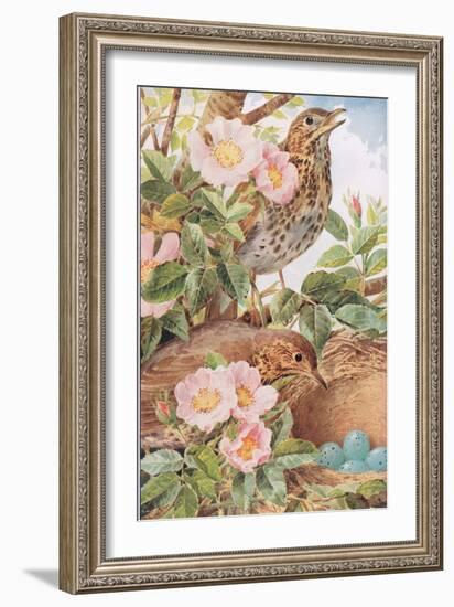 Song Thrushes with Nest, Illustration from 'Country Days and Country Ways', 1940s-Louis Fairfax Muckley-Framed Giclee Print