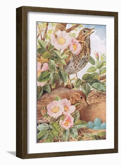 Song Thrushes with Nest, Illustration from 'Country Days and Country Ways', 1940s-Louis Fairfax Muckley-Framed Giclee Print