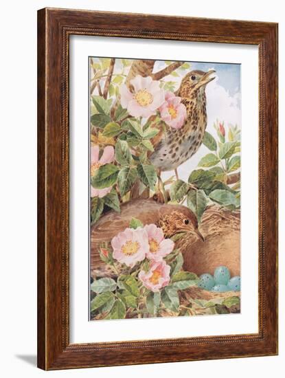 Song Thrushes with Nest, Illustration from 'Country Days and Country Ways', 1940s-Louis Fairfax Muckley-Framed Giclee Print