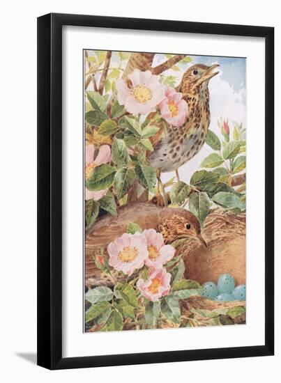 Song Thrushes with Nest, Illustration from 'Country Days and Country Ways', 1940s-Louis Fairfax Muckley-Framed Giclee Print