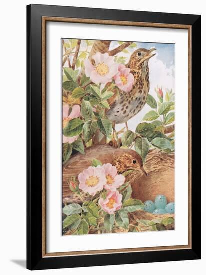 Song Thrushes with Nest, Illustration from 'Country Days and Country Ways', 1940s-Louis Fairfax Muckley-Framed Giclee Print