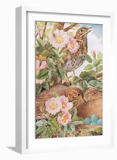 Song Thrushes with Nest, Illustration from 'Country Days and Country Ways', 1940s-Louis Fairfax Muckley-Framed Giclee Print