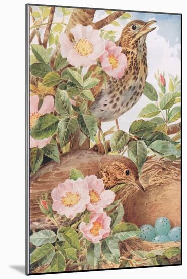 Song Thrushes with Nest, Illustration from 'Country Days and Country Ways', 1940s-Louis Fairfax Muckley-Mounted Giclee Print