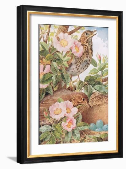 Song Thrushes with Nest, Illustration from 'Country Days and Country Ways', 1940s-Louis Fairfax Muckley-Framed Giclee Print