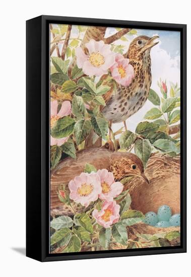 Song Thrushes with Nest, Illustration from 'Country Days and Country Ways', 1940s-Louis Fairfax Muckley-Framed Premier Image Canvas