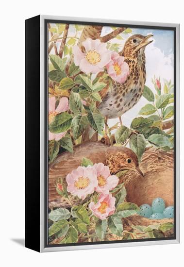 Song Thrushes with Nest, Illustration from 'Country Days and Country Ways', 1940s-Louis Fairfax Muckley-Framed Premier Image Canvas