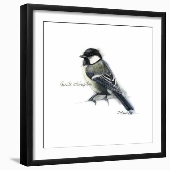 Songbird Study II-Bruce Dean-Framed Art Print