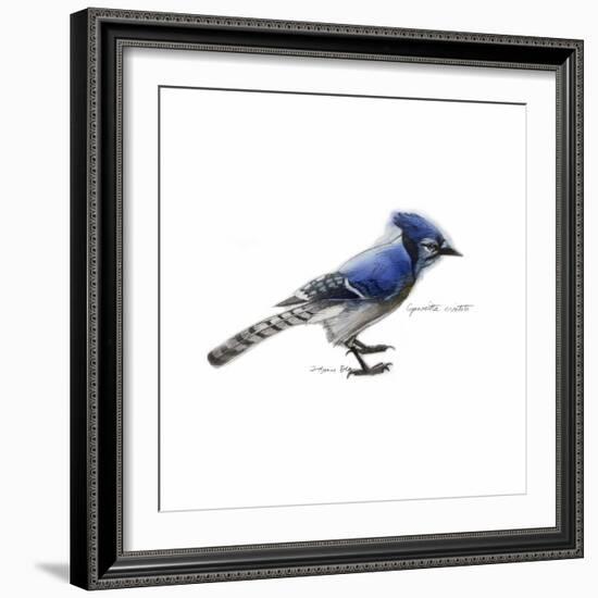 Songbird Study III-Bruce Dean-Framed Art Print