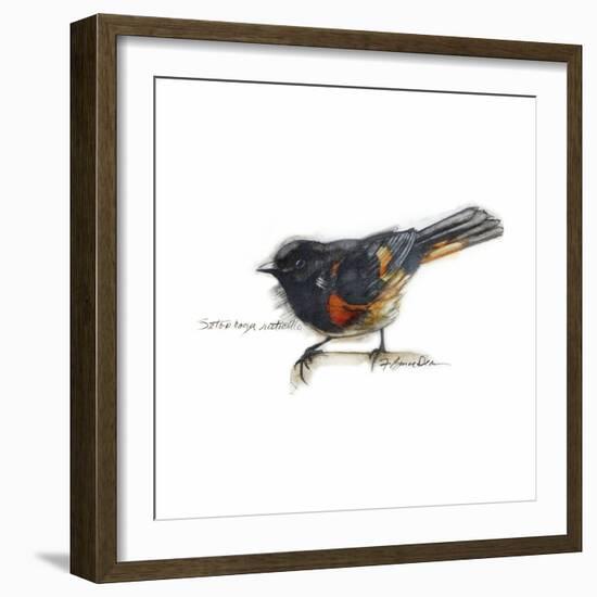 Songbird Study IV-Bruce Dean-Framed Art Print