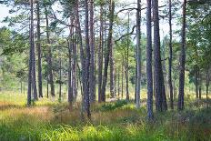 Moorlands, Raised Bog, Gnosjö-Sonja Jordan-Photographic Print