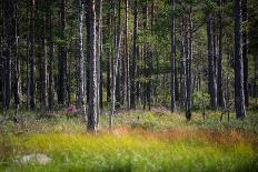 Moorlands, Raised Bog, Gnosjö-Sonja Jordan-Photographic Print