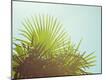 Photographic Print