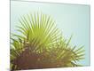Photographic Print