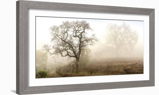 Sonoma Oak #1-Alan Blaustein-Framed Photographic Print