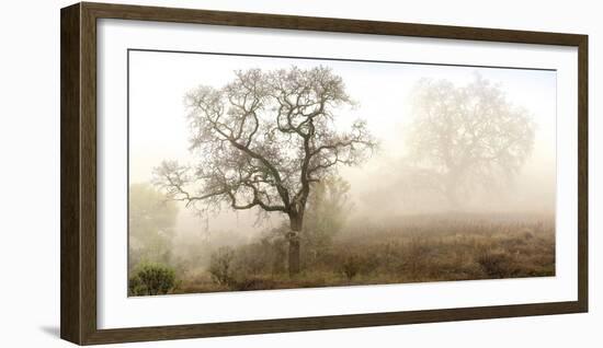 Sonoma Oak #1-Alan Blaustein-Framed Photographic Print