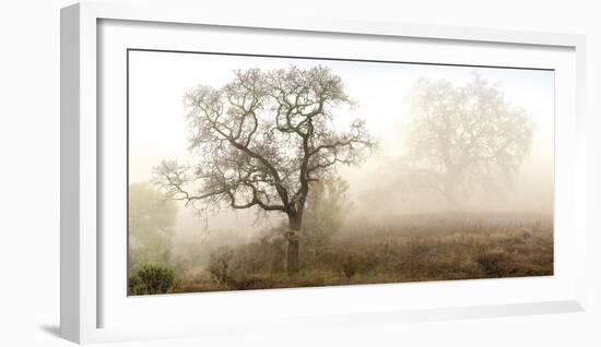 Sonoma Oak #1-Alan Blaustein-Framed Photographic Print