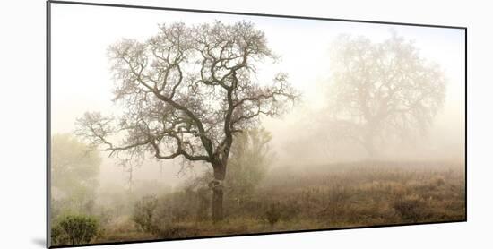 Sonoma Oak #1-Alan Blaustein-Mounted Photographic Print