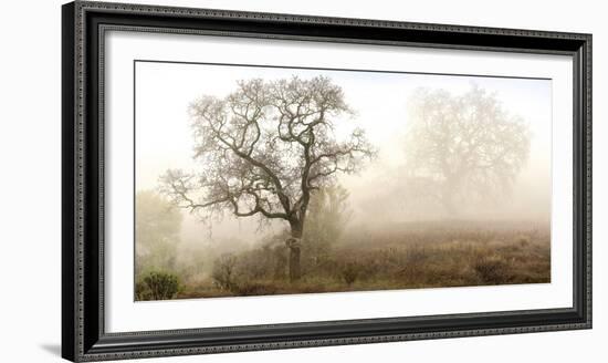 Sonoma Oak #1-Alan Blaustein-Framed Photographic Print