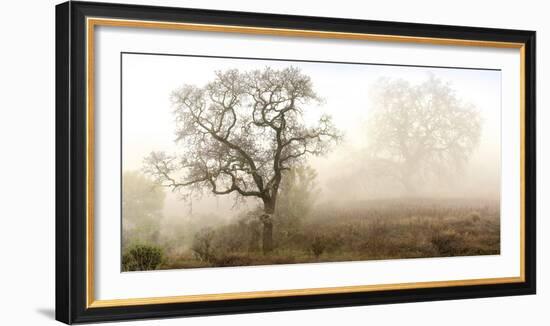 Sonoma Oak #1-Alan Blaustein-Framed Photographic Print