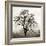 Sonoma Oak I-Alan Blaustein-Framed Photographic Print