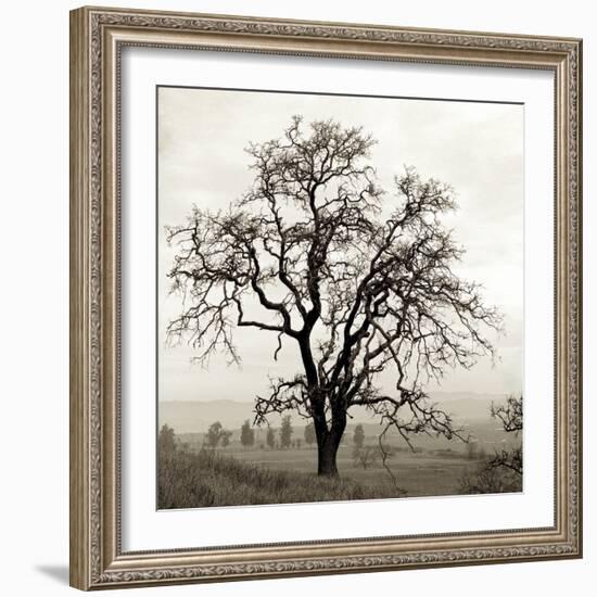 Sonoma Oak I-Alan Blaustein-Framed Photographic Print