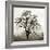 Sonoma Oak I-Alan Blaustein-Framed Photographic Print