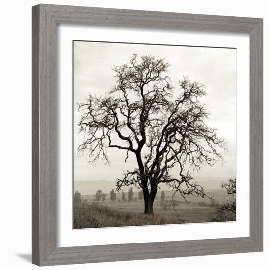 Sonoma Oak I-Alan Blaustein-Framed Photographic Print