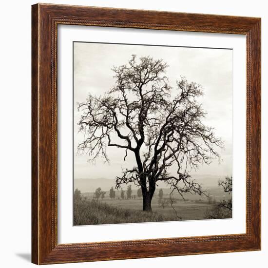 Sonoma Oak I-Alan Blaustein-Framed Photographic Print