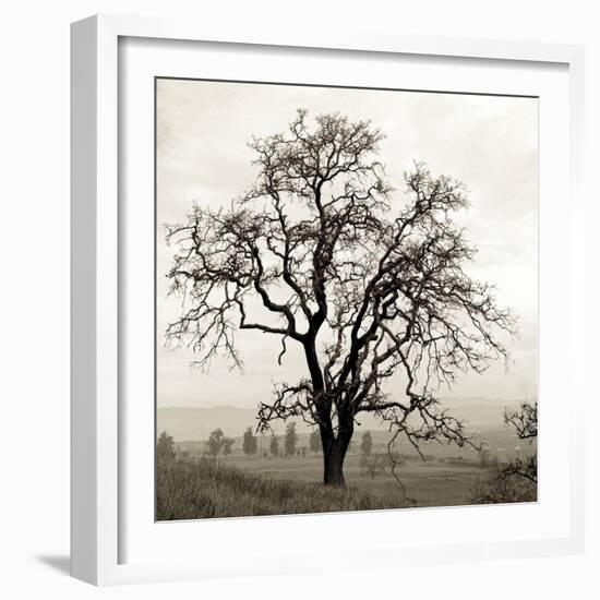 Sonoma Oak I-Alan Blaustein-Framed Photographic Print