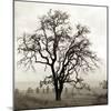 Sonoma Oak I-Alan Blaustein-Mounted Photographic Print