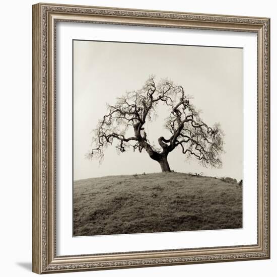 Sonoma Oak II-Alan Blaustein-Framed Photographic Print