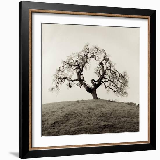 Sonoma Oak II-Alan Blaustein-Framed Photographic Print