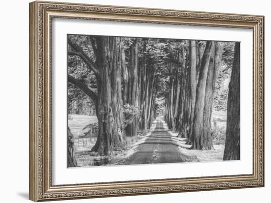 Sonoma Tree Tunnel, Northern California-Vincent James-Framed Photographic Print