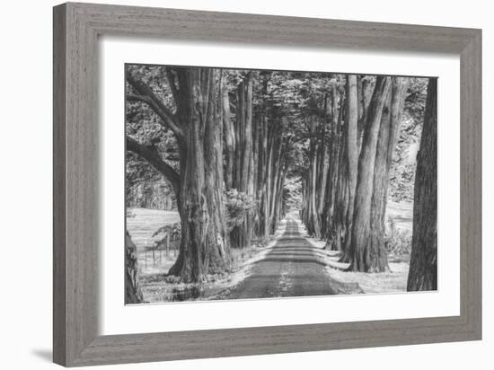 Sonoma Tree Tunnel, Northern California-Vincent James-Framed Photographic Print