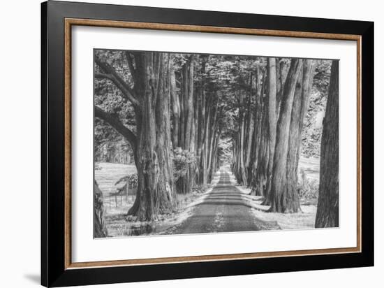 Sonoma Tree Tunnel, Northern California-Vincent James-Framed Photographic Print