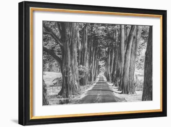 Sonoma Tree Tunnel, Northern California-Vincent James-Framed Photographic Print