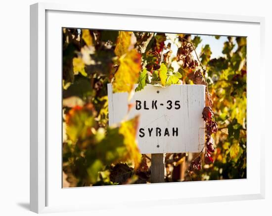 Sonoma Vineyard No.1-Ian Shive-Framed Photographic Print