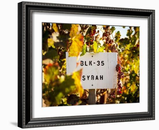 Sonoma Vineyard No.1-Ian Shive-Framed Photographic Print