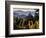 Sonoma Vineyard No.2-Ian Shive-Framed Photographic Print