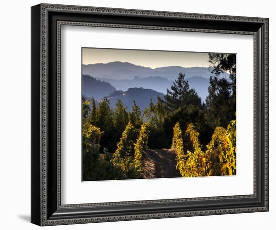 Sonoma Vineyard No.2-Ian Shive-Framed Photographic Print