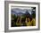 Sonoma Vineyard No.2-Ian Shive-Framed Photographic Print