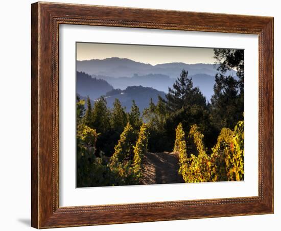 Sonoma Vineyard No.2-Ian Shive-Framed Photographic Print